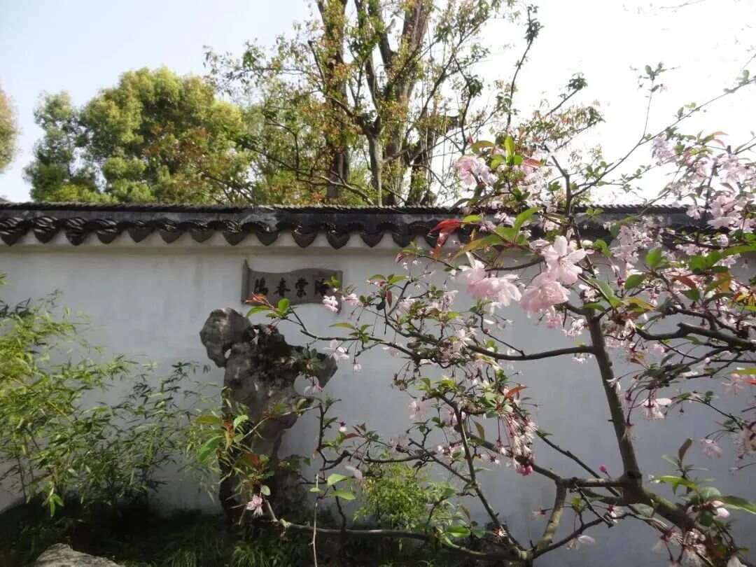 如何读懂苏州园林的植物美学