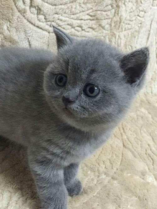英短渐层猫品相鉴别全攻略