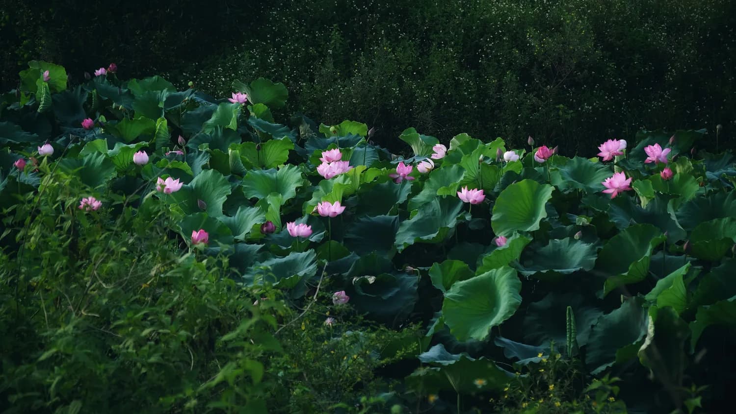 大头菜腌制秘籍：从选材到食用的全流程指南
