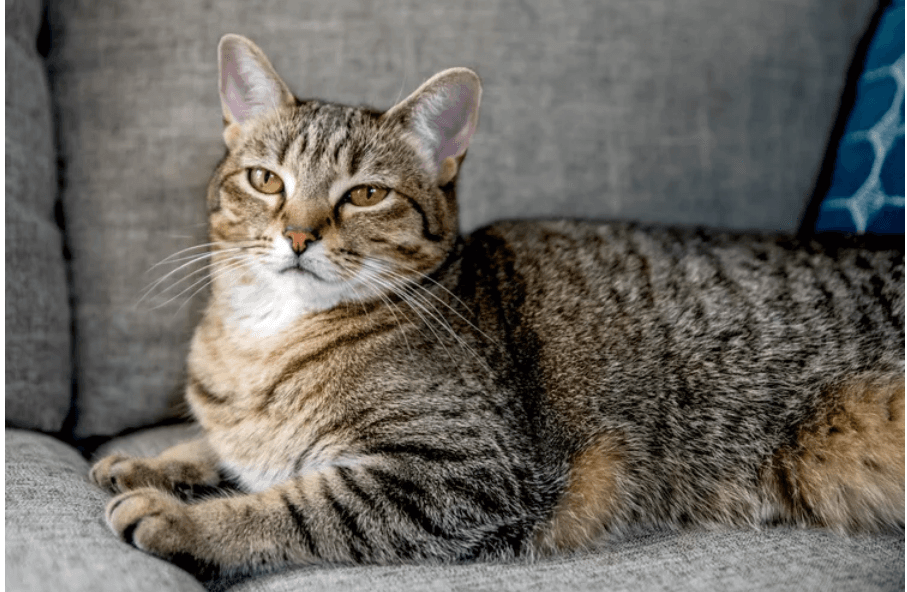 虎斑猫：品种概况、特性和护理