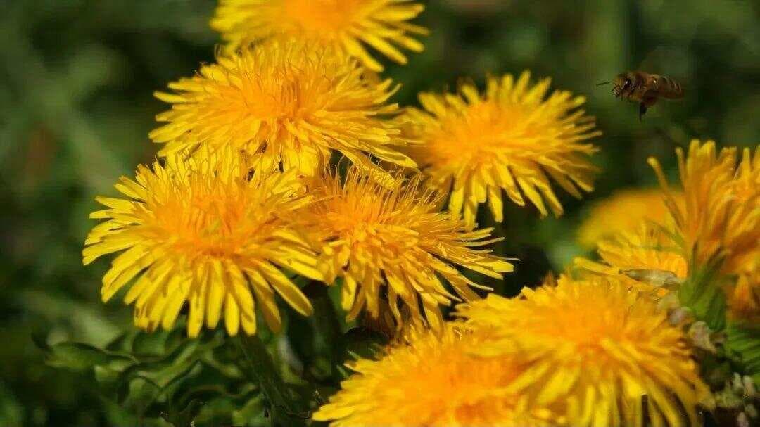 六首极美的菊花诗词：为何花中偏爱菊？