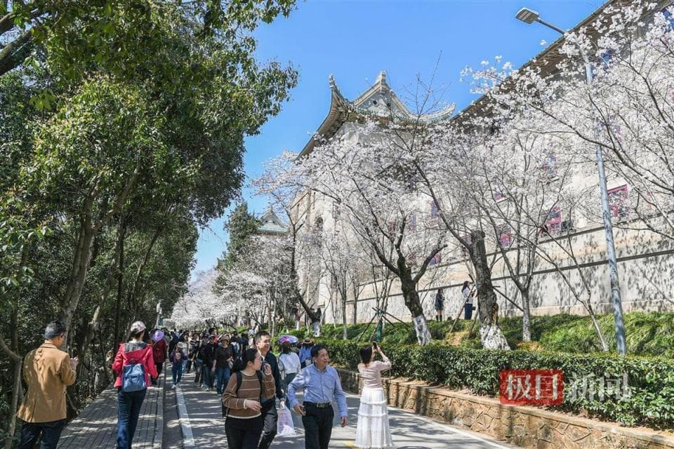 春日CP发力，武汉交警携公交集团，教你玩转赏樱与汉马