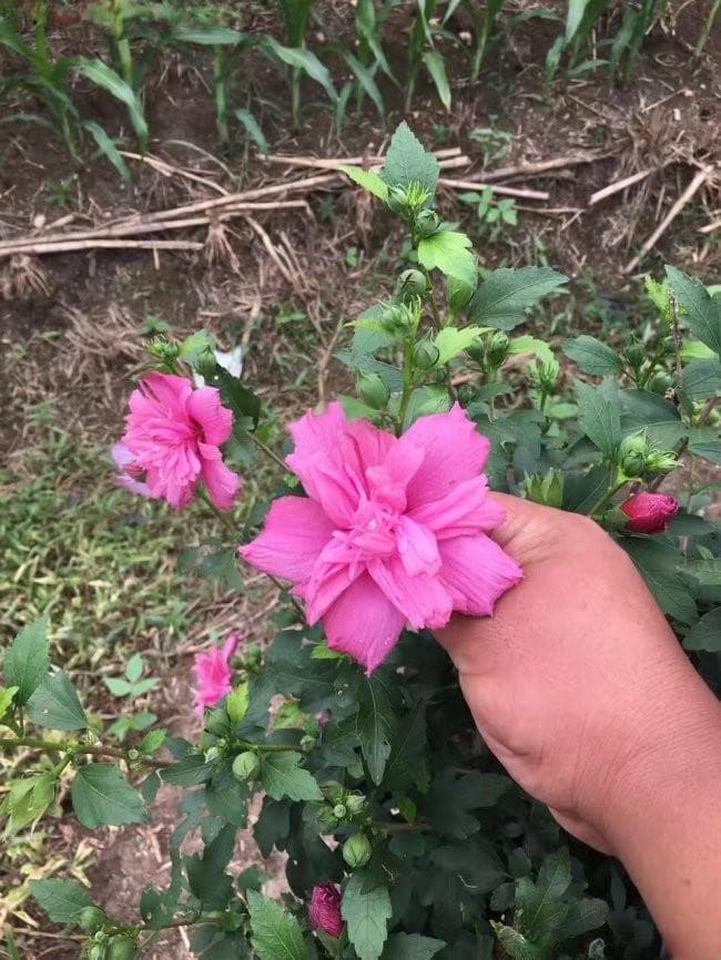 如何判断木槿花该浇水了