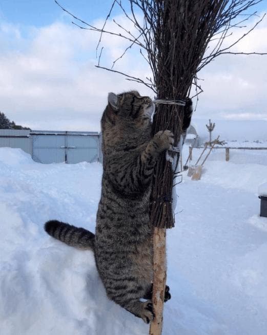 冬日暖阳下，猫咪的温馨过冬秘籍大揭秘！