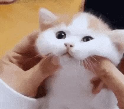 猫咪的"观水症"到底是什么？