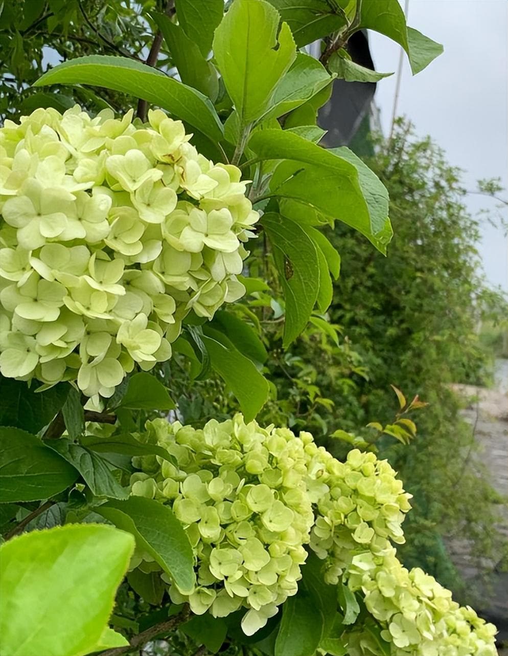 中华木绣球怎么种植（中华木绣球花的养殖方法讲解）