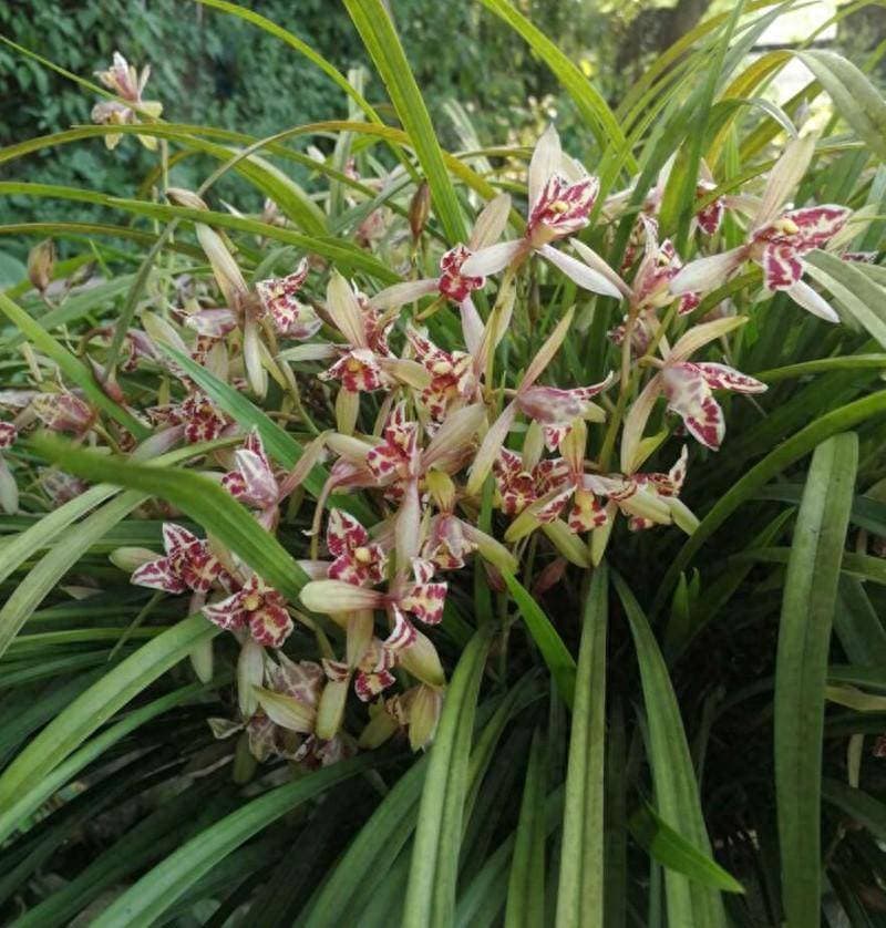 兰花不开花的原因？和使兰花开花的相应解决策略