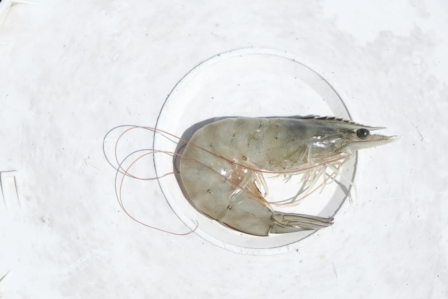 海南沼虾：从“淡水虾王”到百亿产业