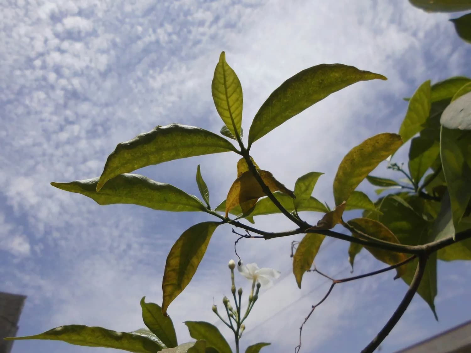 感冒发热用桂枝法，尿频尿急用桂枝茯苓丸