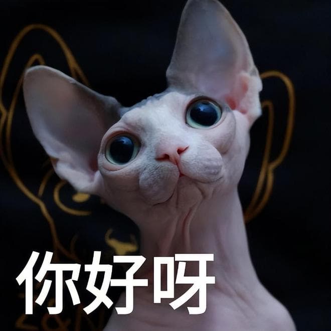 无毛猫吃什么猫粮好？记住这5点，不花冤枉钱！