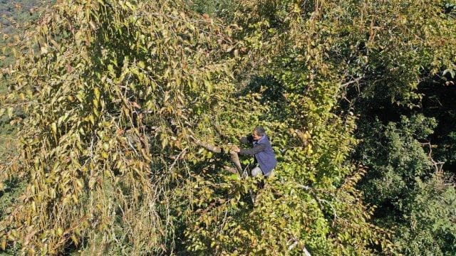 守护植物“活化石”：云南昌宁完成水青树第三次集中采种