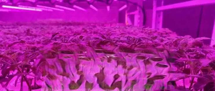 植物生长有哪些关键要素？