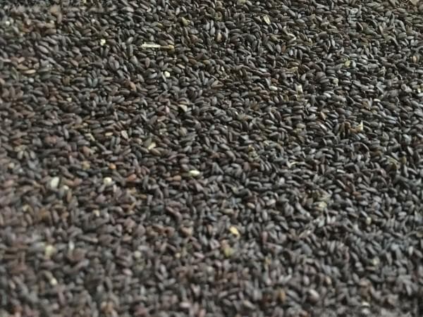 石蒜种植指南：从播种到养护的全过程详解