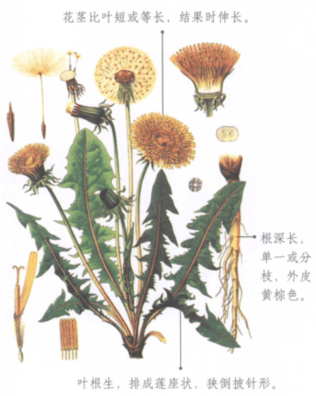 又到了挖野菜的季节，如何分辨野菜能不能食用？