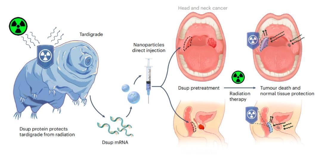 地表最强生物助力癌症治疗：递送水熊虫mRNA，减轻癌症放疗对健康细胞的伤害