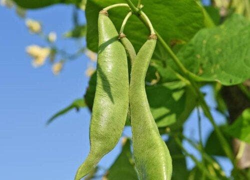 四季豆的生长习性与盆栽养殖要点