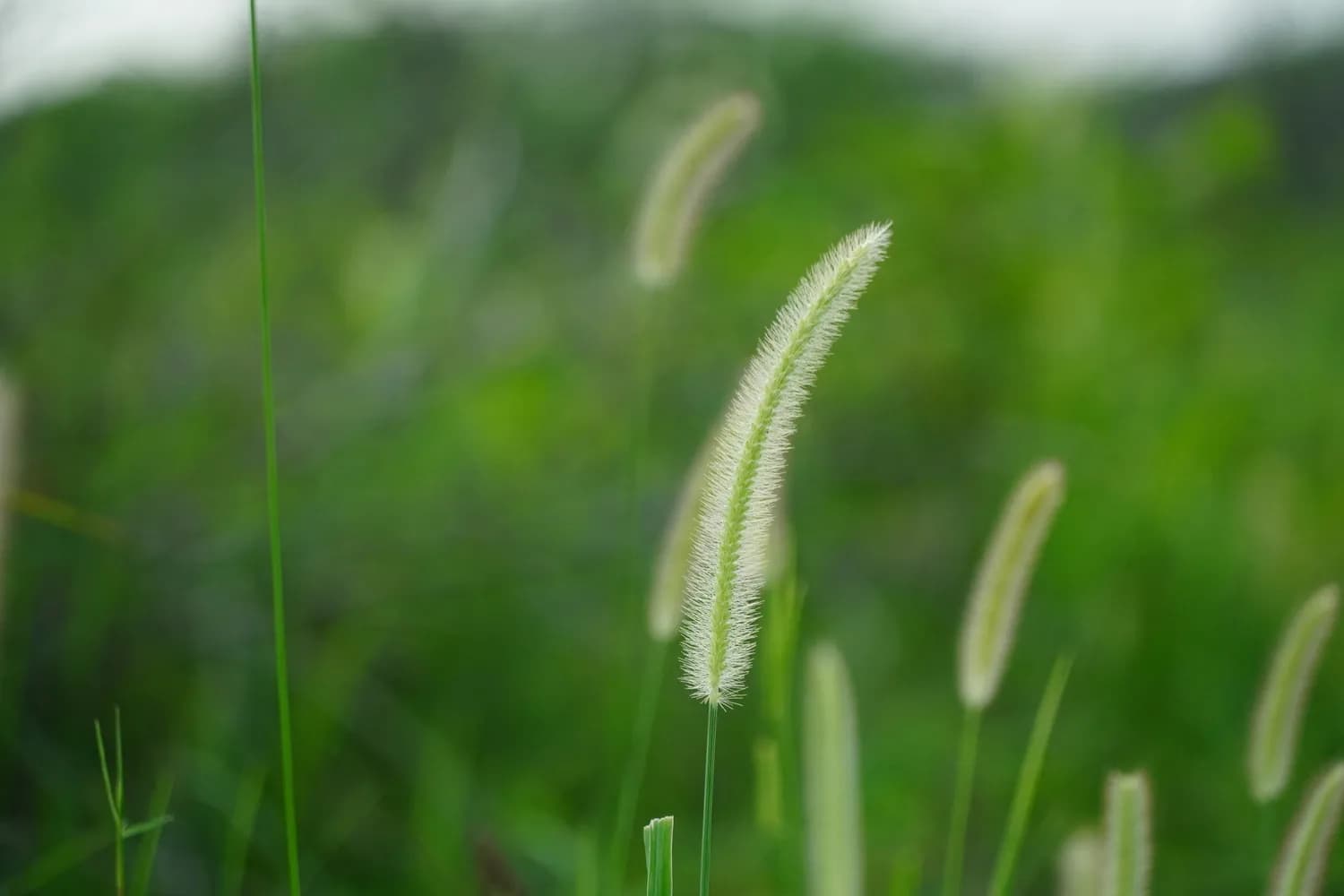 狗尾巴草：从野草到养生新宠，这些功效你可能不知道