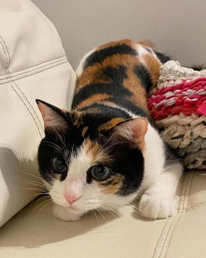 猫咪的独特"叫醒术"，为什么猫咪会这么做？该如何避免？