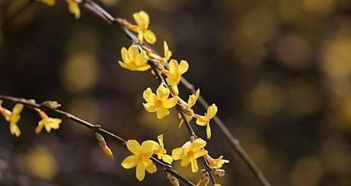 迎春花的花语：希望、幸福与新的开始