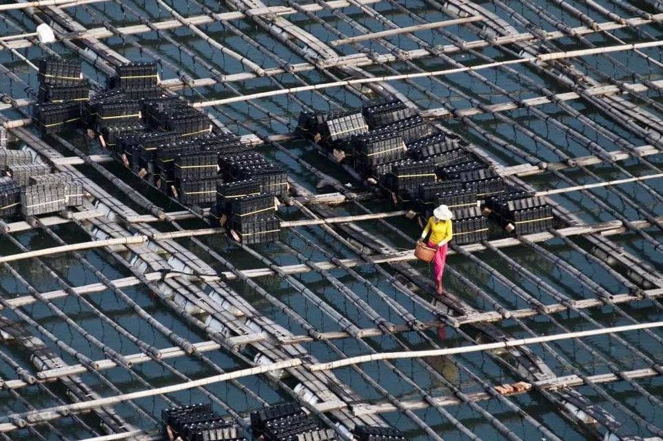浅海养殖多样化选择：贝类、藻类、鱼类、虾蟹类特点