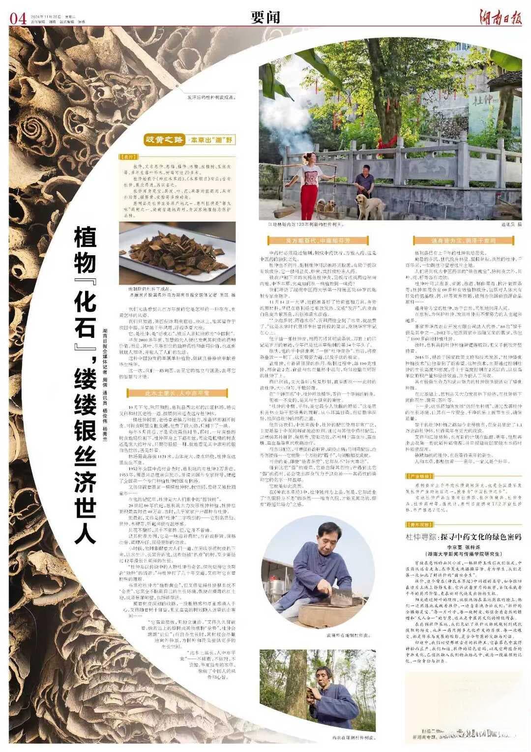 “中国杜仲之乡”慈利：万亩药林托起亿元产业