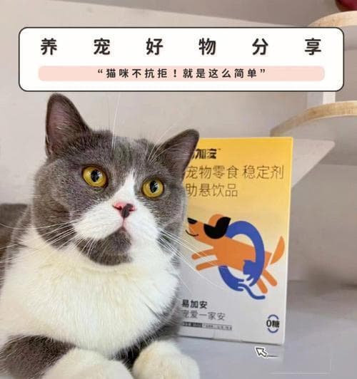 让猫咪轻松服药：15个实用技巧全攻略