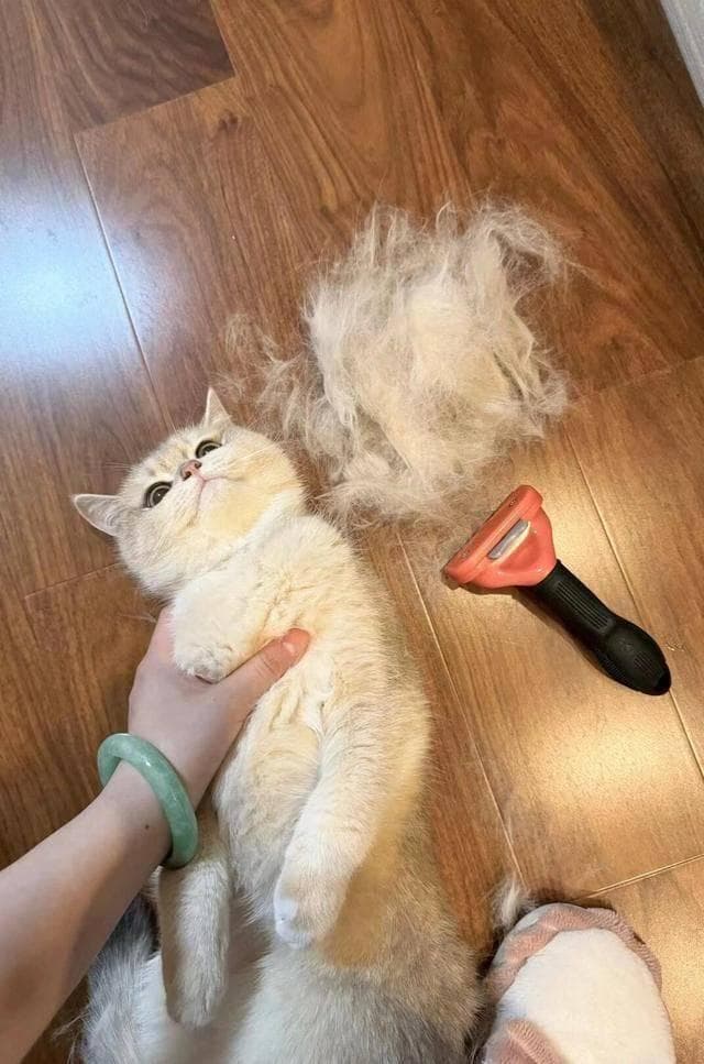 猫毛满天飞？6招教你轻松处理，告别猫毛困扰！