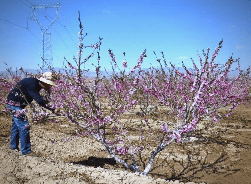 春季桃树管理：人工授粉如何提高产量