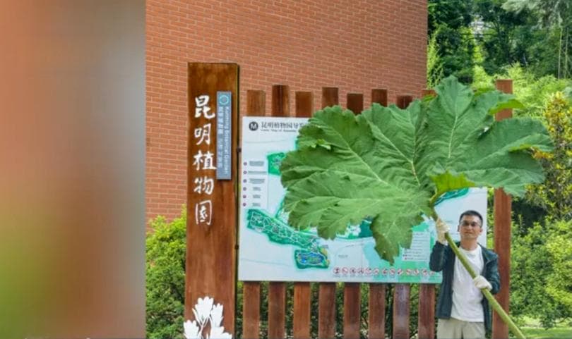 叶片直径4米，昆明植物园引种亚马逊“大叶蚁塔”