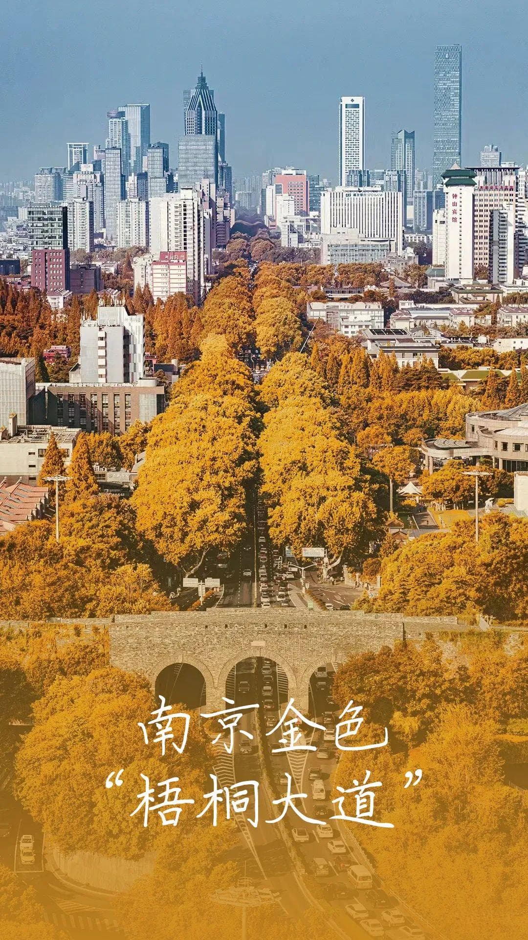南京高校有点懵，这究竟是谁家的梧桐大道？