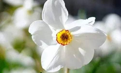 中国的清明节为什么是阳历
