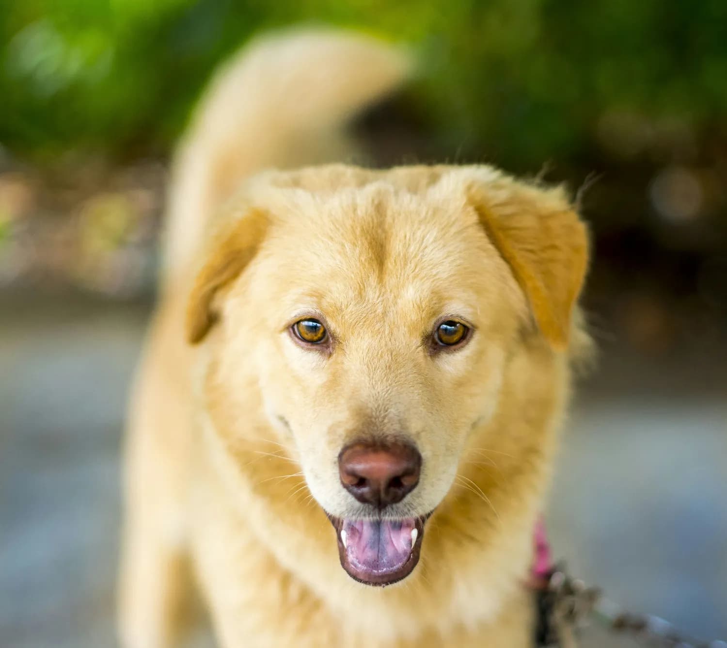 中华田园犬：古早“国犬”的魅力与困境