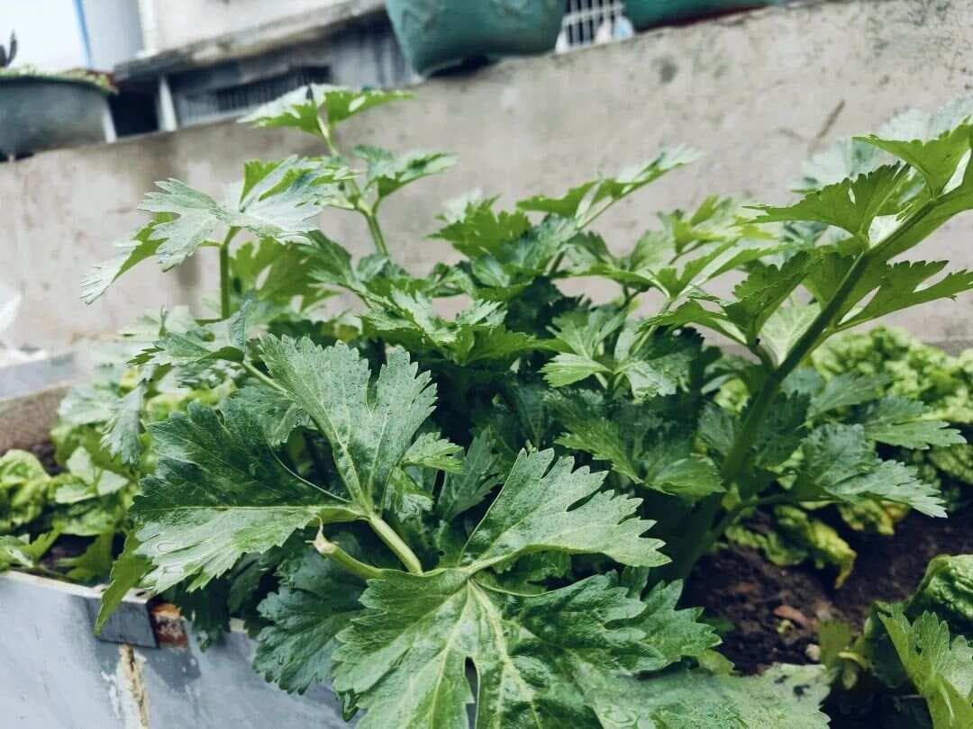 2月份早春种菜季，这份种菜顺序清单要记牢，别再稀里糊涂没菜吃