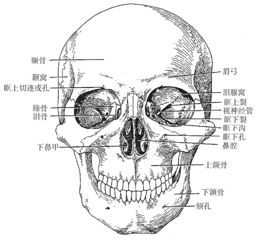 基础解剖：人的颅骨有几个孔？分别有那些神经穿过？