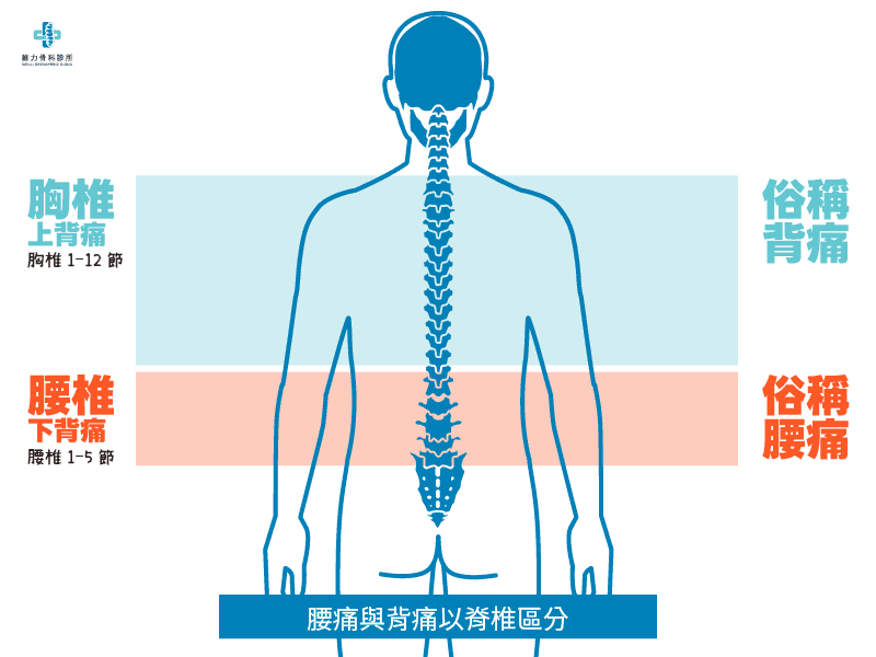 腰背痛全解析：上背痛、中背痛、下背痛、腰痛，图解位置与疾病