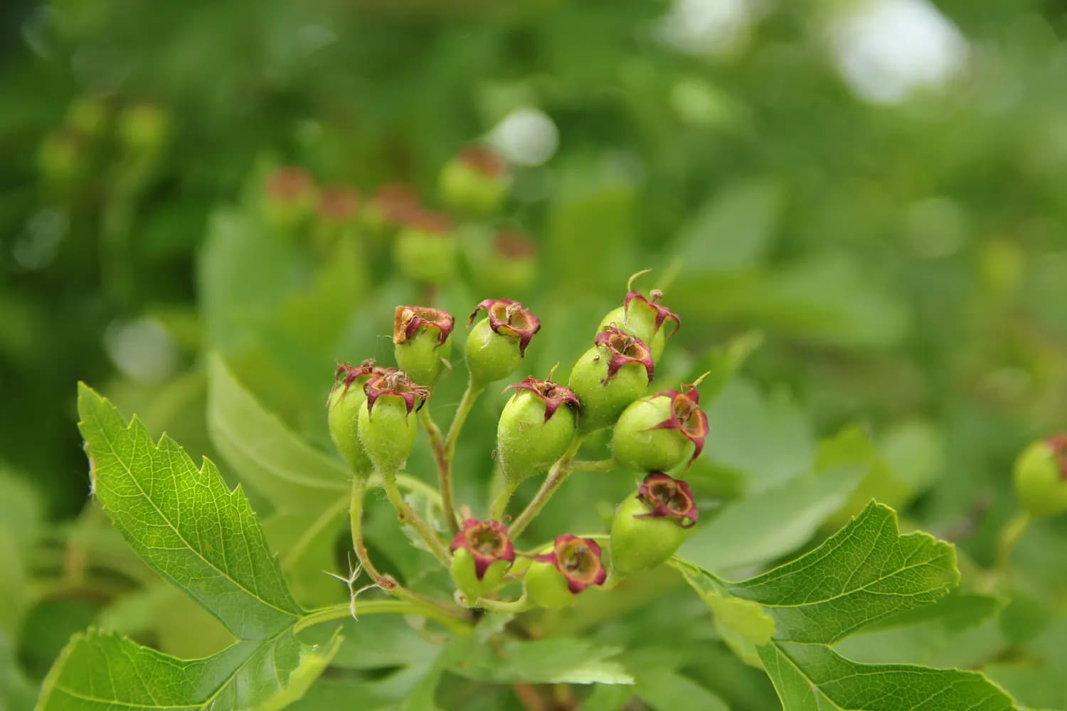 无患子提取物：神奇的天然药用宝藏