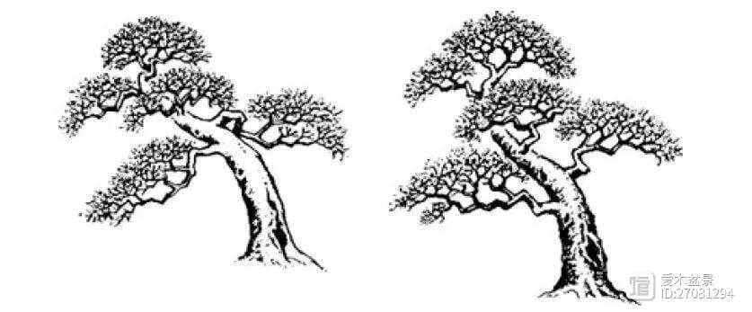 俯与仰：盆景艺术中的生命姿态
