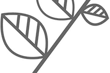 薯蓣：从药用价值到食疗功效的全面解析