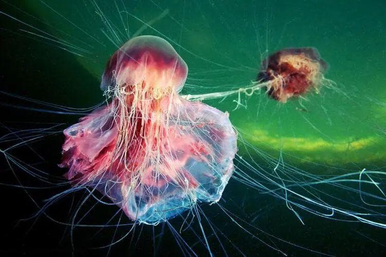 深海生物探秘：科学揭示神秘海底世界