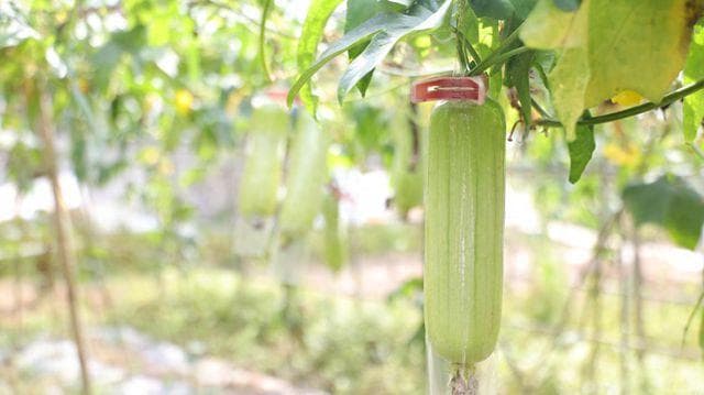 湖南衡山白玉丝瓜丰收，亩均收入破万带动村民就业
