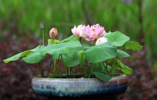 碗莲怎么养才能开花多呢？