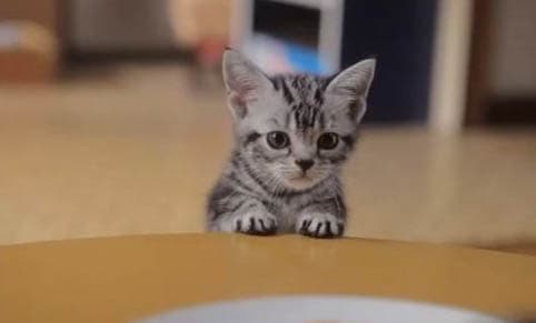 猫肝炎症状的原因及处理方法