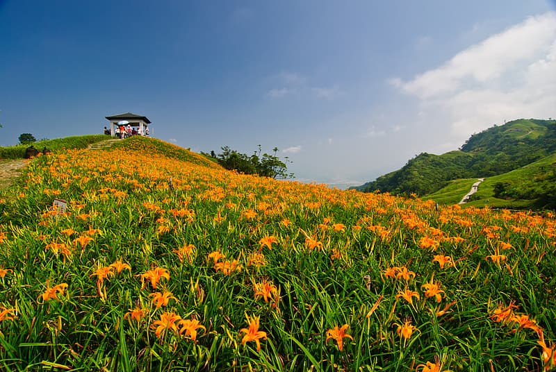 论“黄花菜凉了”的由来