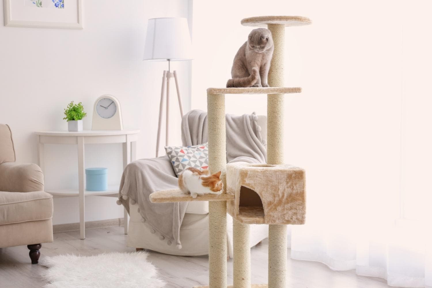 猫咪为什么总是睡在高的地方