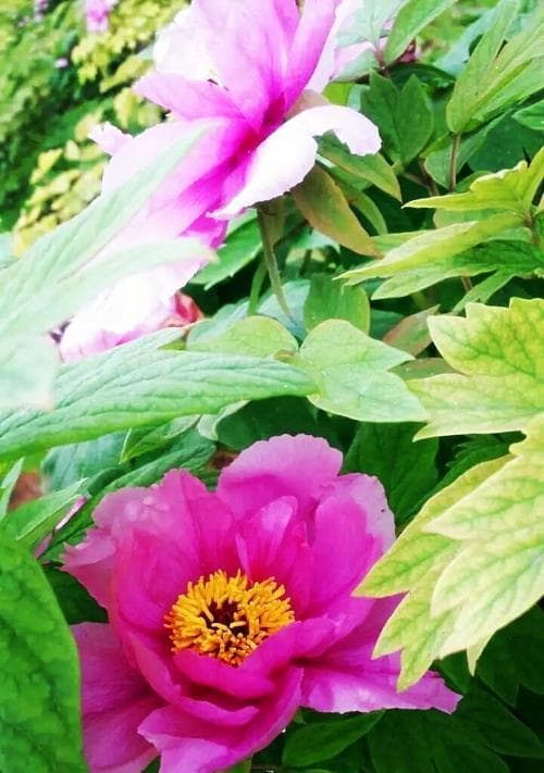 牡丹花语：不同颜色牡丹花的情感与寓意