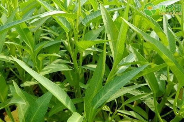 种植空心菜需要注意什么哪些问题？如何防治病虫害？