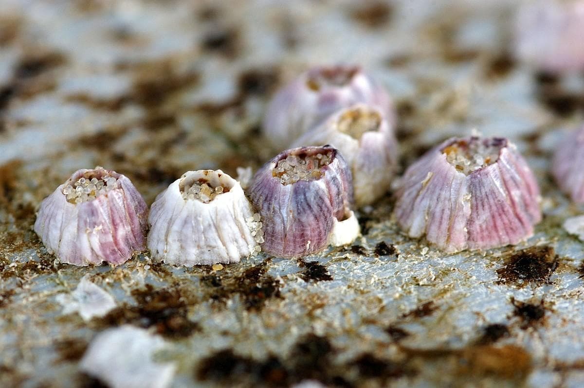 来自地狱的海鲜——藤壶