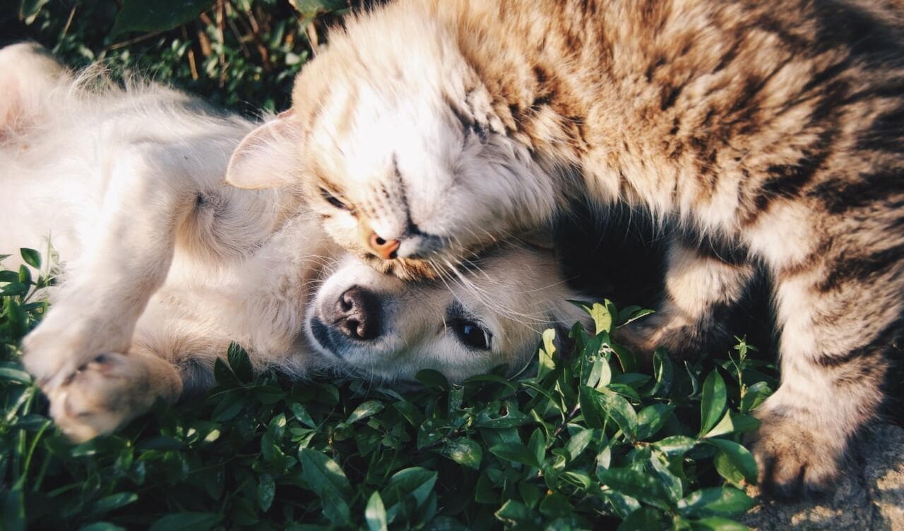 告别猫狗大战！新猫到家与狗狗和平相处的实用方法