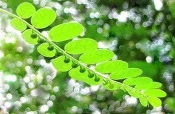 珍珠草治腹泻痢疾效果好，现代研究证实抗乙肝