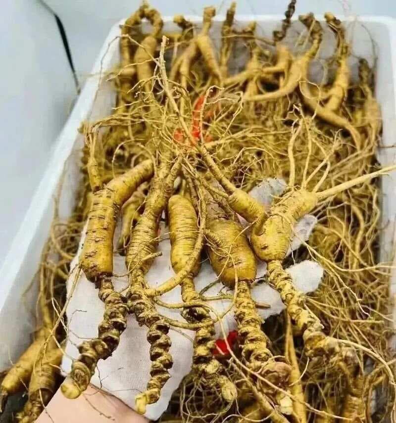 人参种类大盘点：品种名称与功效一览无余，选对人参更养生
